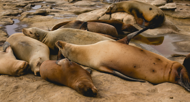 sleeping seals